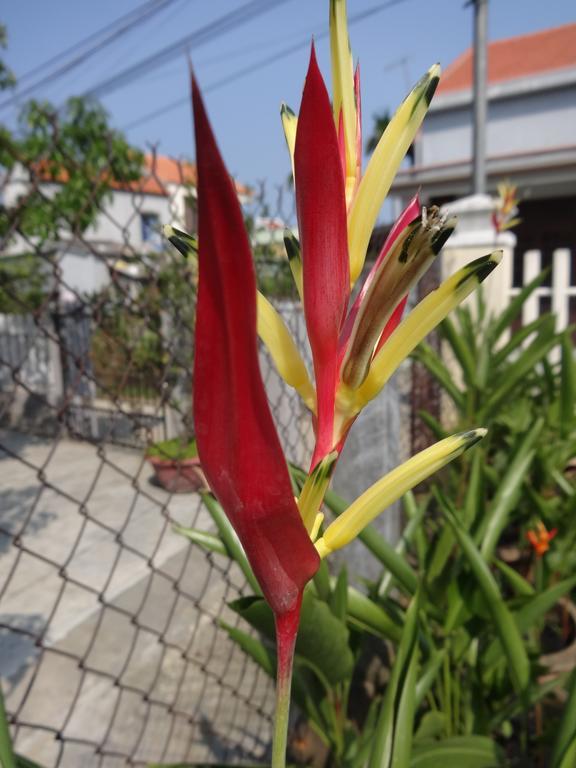 Skybird Homestay Hoi An Exterior foto